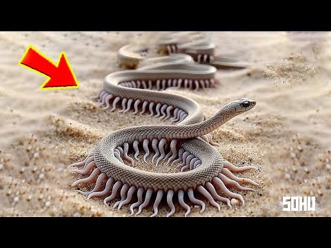 9 Strangest and Rarest Snakes on Earth You Won't Believe Exist!