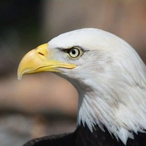 Characteristics of the Eagle, Habitat, Reproduction and more ▷➡️ Postposmo