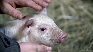 Мужчина держит свинью под подбородком и: стоковое видео (без лицензионных платежей), 6249956 | Shutterstock