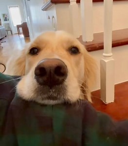 Dis Bubba bed. 🤔 Bubba Bed Enthusiast | Along Came Polly, Rosie and Bubba