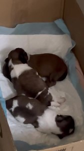 17K views · 712 reactions | hindi ko na kaya ang ginagawa mo sakin! | Mariano g tv | Facebook