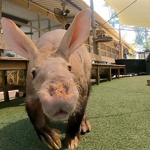 Get to nose Padmae. | San Diego Zoo Safari Park