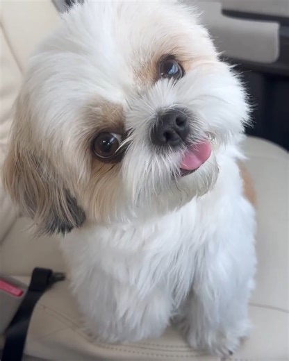 365K views · 32K reactions | I listen to my mother. | My shih tzu | Facebook