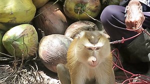 ‘Forced Monkey Labor’ Claims Prompt US Stores to Pull Thai Coconut Milk Brand