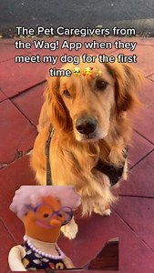 You'd be even cuter with the Wag! App downloaded on your phone 🥰😉 Download now: wagwalking.com/app | Wag