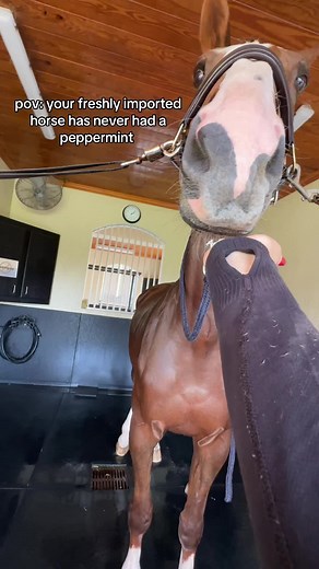 Treating Your Horse: A Guide to Peppermints