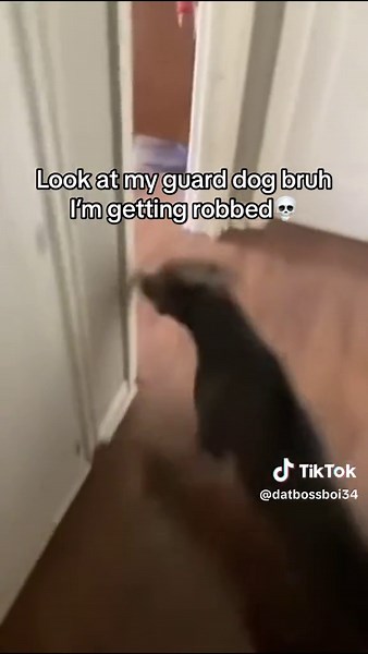 Scooby-Doo Memes Compilation: Funny and Silly Moments