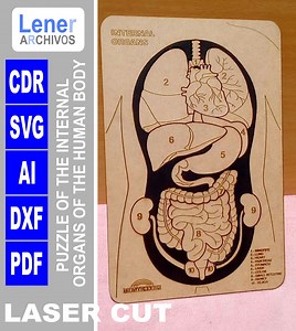 Human Body Puzzles, Montessori Toys, Preschool Education Gifts for Kids, Activity Toys SVG CDR Pdf Digital - Etsy