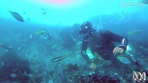 Heather Ewart finds out abalone diving is not for the faint hearted... | ABC Rural