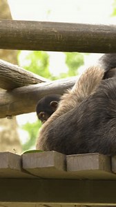 Un jeune chimpanzé regarde autour tandis : vidéo de stock (100 % libre de droit) 3994333857 | Shutterstock