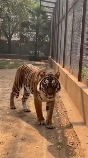 Tiger Suddenly Charges the Fence | Real Wildlife Moment #tigerattack #wildlifedanger #zoomoments