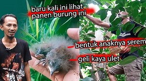 Melihat langsung Pioneer sukses menangkar burung Cucak kopi di U2 bird farm Ciamis | BDB Channel Indonesia Community