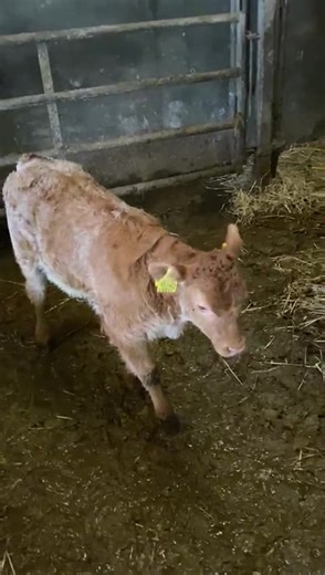 6K views · 177 reactions | Quality Ardlea Rolex (LM8625) heifer X SH/LM dam  Rolex calves continue to impress being easily calved with exceptional muscle development ‼️ Carrying one copy of the NT821 gene Ardlea Rolex is starting to show many similarities of his sire Telfers Munster ✅✅ Available female sexed from Progressive Genetics! | Progressive Genetics | Facebook