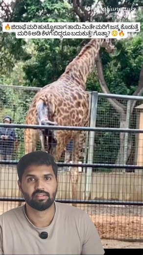 Baby Giraffe Falls 6 Feet at Birth 😳 Still Survives! 🦒 #shorts #wildlife