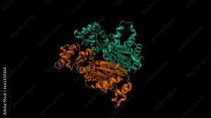 Human nucleoside diphosphate kinase 4. Animated 3d cartoon and Gaussian surface models, chain id color scheme, PDB 1ehw, black background