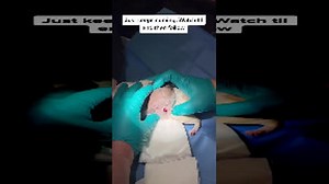 Incredibly Large Abscess Drained From Guinea Pig by Vet