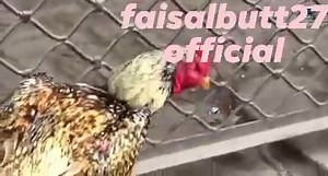 Visit My New Channel On you Tube faisalbutt murga information | Asils World