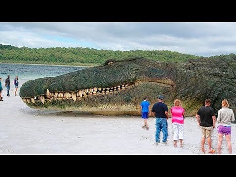 THE BIGGEST CROCODILES IN HISTORY