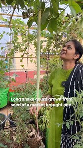 80K views · 768 reactions | This Snake gourd variety is grown from the seed of a market brought snake gourd. I had no success from seed stores, so tried this . Most of the gourds can be propagated like this. Seeds with thick& hard seed coats are matured and will germinate successfully. Have you ever tried growing vegetables like this?? #madgardener #growfood #growyourown #garden #eathealthy #vegetablegarden #mygarden #eatrealfood #eatplants lants | Mad gardener | Facebook
