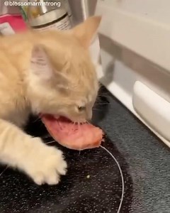 29K views · 1K reactions | Selfish Cat | Cats Vine | Facebook