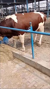 Semen collection ||Artificial insemination ||Dr inam khan | Vet physician