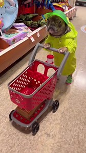 1.1K views · 51 reactions | Midgie Pudge on Reels | Facebook