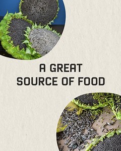 MONGOLIAN GIANT SUNFLOWER! Incredible 18" heads! Over 14 feet tall! Giant seeds, easy to grow, FREE SHIPPING! | Baker Creek Seeds