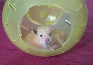 How Many Miles Does A Hamster Run At Night? (And 5 Fascinating Reasons Why) | petusiast