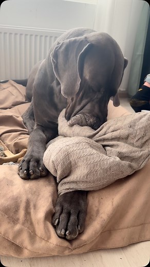 I ❤️ my pillow #greatdane #bluegreatdane #dogsofinstagram #giantdog #finland #dog #fantti #giantbreed #greatdanesofig #giantdogs | Marika Martta Karjalainen