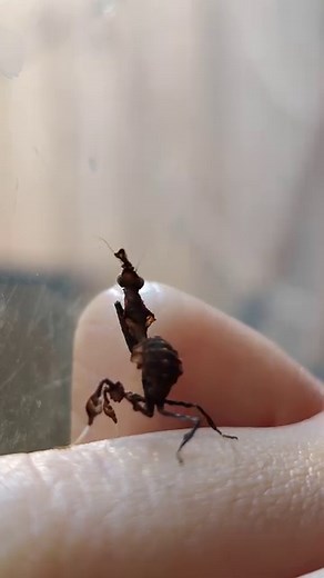 My sweet baby Ghost Mantis I got from @insects.by.alex 🤎 He'll have them this weekend at scales #prayingmantis #mantis #mantisofinstagram #insects #insectsofinstagram #ghostmantis #love #entomology #animals #animalplanet #bugs #cute #reels #discover #pets #exoticpets #petfriendly #nature #macro #wildlife #reptiles | Danie's Arachnids