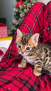 105K views · 6.1K reactions | Happy Meow Year 殺❤️ Elite GrandGlow...