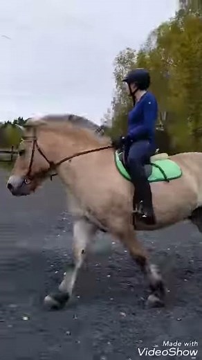 Fjord horse Farenheit showjumping training