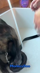 Capuchin MonkeyBoo LOVES his hot bath with his human brother @tymoss Watch MonkeyBoo relax under the steamy water and get a good washing! MonkeyBoo is excited for his 14th birthday! 14 years, MonkeyBoo is the #goat #happybirthdaymonkeyboo | MonkeyBoo