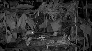 The Central American Woolly Opossum is an acrobatic arboreal mammal. This species deftly utilizes its long, bare tail as a counterbalance, much like an aerialist's pole, to maintain equilibrium while navigating the canopy. Watch LIVE at AllAboutBirds.org/PanamaFeeders | Bird Cams