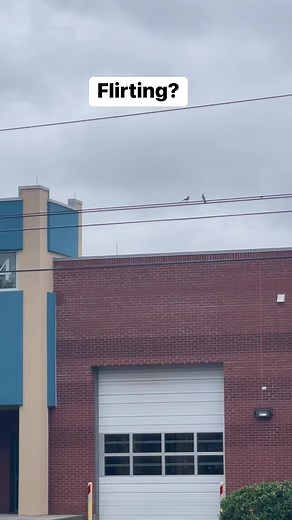 2.7K views · 20 reactions | Is she playing hard to get? | Caroline | Facebook