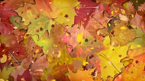 Join Team MOR at the Wesley Chapel Fall Festival on October 29-30 at the Tampa Premium Outlets and kids 18 and under are FREE  Learn more at MOR-TV.com/events Florida Penguin Productions | MOR | Facebook