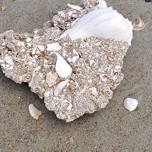 Ｖｅｒｙ Ｗｈｅｌｋ－ｙ  . . This shell sediment mix is a beauty! It now resides as a display on my coffee table 珞 . . . . . . . . . . . . . . . . @theouterbanksnc @visitnc @thencbeaches #beach #beachfind #sediment #whelk #seashells #seashell #beachcombing #vitaminsea #mermaidaf #goneviral #outerbanks #obx #islandlife #portsmouth #beachbum #northcarolina #visitnc #ncbeaches #nature #getoutside #instadaily #travel | The Seashell Mermaid | Facebook