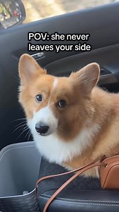 64K views · 4.1K reactions | Brb mowm is crying 凉凉凉 •⁣⁣⁣⁣⁣⁣⁣⁣⁣⁣⁣⁣⁣⁣⁣⁣⁣⁣⁣⁣⁣⁣⁣⁣⁣⁣⁣⁣⁣⁣⁣⁣⁣⁣⁣⁣⁣⁣⁣⁣⁣⁣  @zozothecorgi_ #corgi | Corgi Appreciation | Facebook