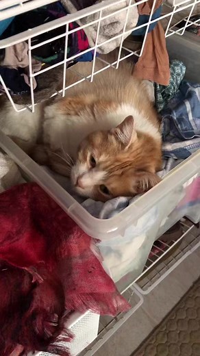 41 reactions · 3 comments | Испугал! Искали, думали не уследили как...