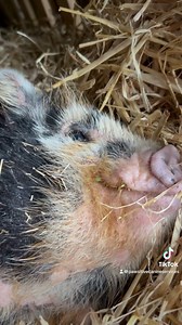 Snoozy Sundays #kunekunepigs #kunekune #pigs #smallholdinguk | Pawsitive Canine Services | Facebook