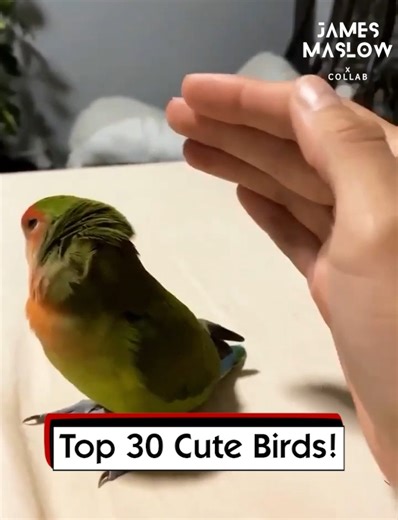 2.4K views · 70 reactions | Top 30 Cute Birds! | James Maslow | Facebook