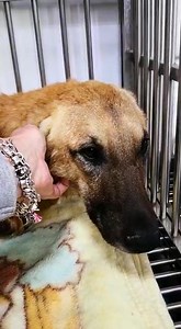 Paws Rescue Qatar on Reels | Facebook