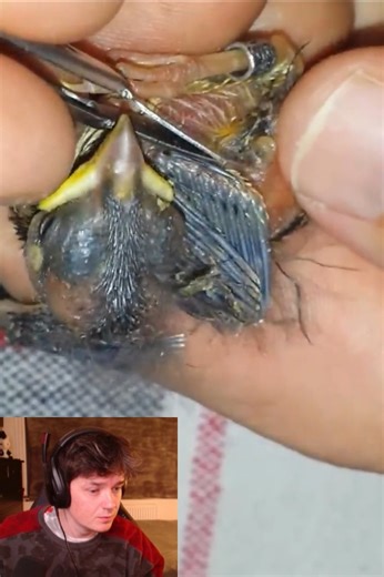 Reacts to Botfly Removal Rescue Animals🤩#botflyremoval #maggot #removal #botfly #amazing #botflylarva #satisfying #veterinary #larvae #dog #dogs #cat #cats #animals #botfly #botflyremoval #botflymaggot #botflylarva #botflyeggs #botflylarvae #botflyworm #loveanimals #lovedog #lovedogs #animalsoftiktok #virall #viralvideo #lovecat | Hit videos