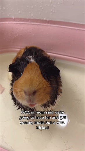 Guinea Pig Doodles on TikTok