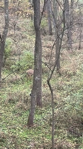 140 reactions | Highly Recommend the Mag-Pro Plus Phone Mount by @painted_arrow_outdoors #hunting #outdoors #wildlife | Corey McGowan | Facebook