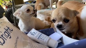 When your toothpaste and dental sticks are SO good, you resource guard. #JustChihuahuaThings Be as obsessive about your dental health as this wee bean at ruv.me/BARKBright via instagram.com/cheeky_chis | BARK