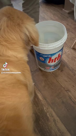 Os vídeos de Chico Bento 🥾 (@chico.bentogolden) com som original - Chico Bento 🥾