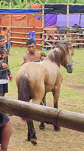759K views · 4.5K reactions | Shower time ni RANGER ng Malita, Davao Occidental. Tabla ilang away vs CRF. #horseshow #horsevlogger #fbpost2025シ 殺殺殺 | Anthony Allada | Facebook