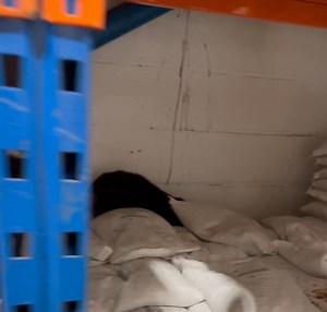 42K views · 385 reactions | What a catch! Never fails to amaze me does Charlie  #terrier | Hull’s Rat Pack | Facebook