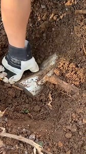 1.8K views · 3 comments | Dog finds treasure buried in his back yard...